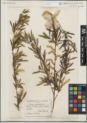 Foto von Salix purpurea L.